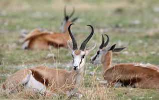 antilopes springbok photo