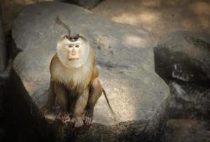 macaque à queue de cochon photo