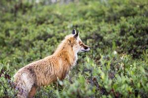 renard roux en alaska photo