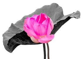 fleur de lotus rose avec feuille noire. photo