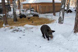 sanglier à la recherche de nourriture dans une ferme d'hiver. photo