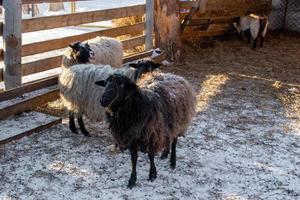 mouton blanc et brun à la ferme en hiver. photo