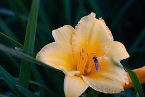 guêpe sur une fleur jaune dans l'herbe verte photo