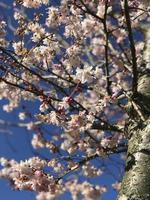 fleurs jardin arbres nature printemps été photo