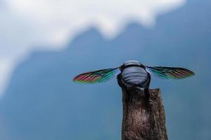 coléoptères, coléoptère aux ailes arc-en-ciel