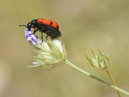 scarabée mylabris sur fleur photo