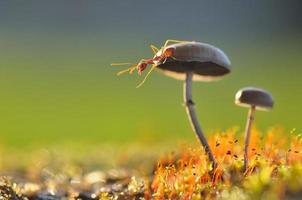fourmi tisserande sur un champignon photo