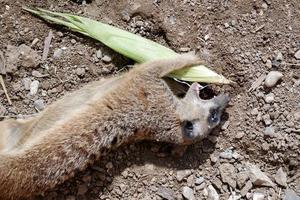 suricate ou suricate photo