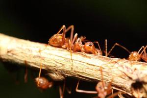 fourmi travaillant dans l'arbre vert