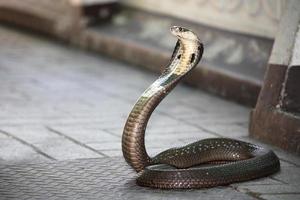 serpent cobra royal photo