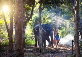 éléphant indien avec tapis sur le dos pour un safari à cheval, sur une chaîne avec un teamster. divertissement pour les touristes, dur labeur à la ferme, équitation, excursions dans la jungle. Inde, Kerala, 31 janvier 2019 photo