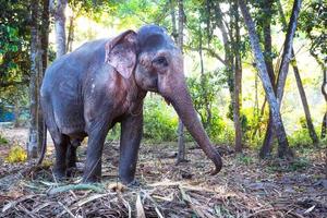 éléphant indien dans la jungle sur une chaîne - animations pour les touristes, travail acharné à la ferme, équitation, excursions. éléphant dans la forêt au soleil à travers les arbres. photo