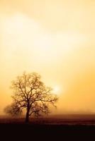 brouillard, chêne et soleil en sépia photo
