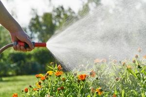 une personne méconnaissable arrose des fleurs et des plantes avec un tuyau dans le jardin de la maison photo