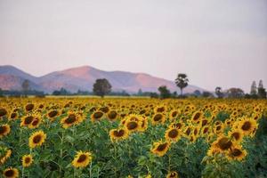 beau champ de tournesols le soir avec vue sur la montagne. photo