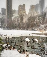 Central Park, New York City après la neige photo
