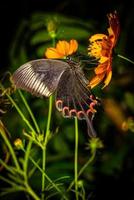 paon de paris (papilio paris paris), mâle, ailes fermées, profil. photo