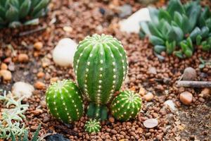 gros plan cactus avec de longues épines photo