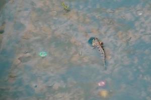 mudskipper a un corps cylindrique. il a une grosse tête, deux yeux, gros et saillants, jusqu'à 30 cm de long. photo