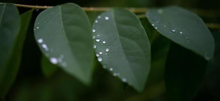 feuilles de rosée, gouttes de pluie qui retiennent les feuilles vertes après la pluie photo