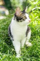 le chat noir et blanc joue sur l'herbe verte. joli chat noir et blanc jouant dans les mauvaises herbes photo