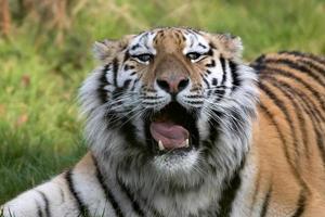 Littlebourne, Kent, Royaume-Uni, 2015. tigre de Sibérie photo