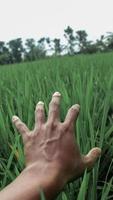 mains sur fond de champ de riz vert photo