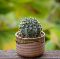 lophophora williamsii, cactus ou plantes grasses en pot de fleurs sur fond rayé de bois photo