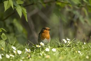 Robin sur l'herbe photo