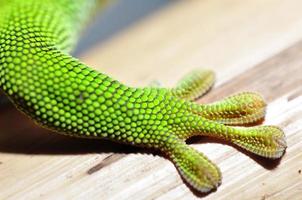 gecko diurne de madagascar photo