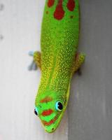 gecko de jour de la poussière d'or