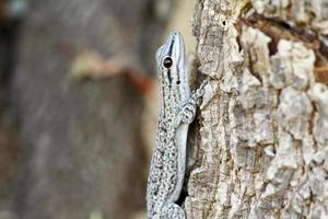Gecko diadème, Isalo, Madagascar