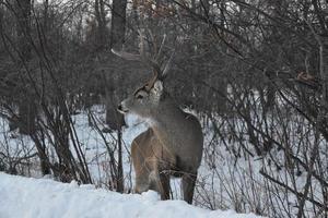 cerf solitaire en hiver photo