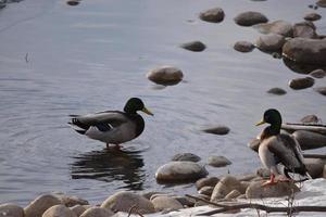 canards colverts sur les rochers et dans l'eau photo