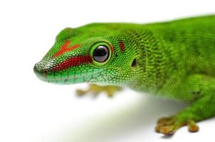 gecko diurne de madagascar photo