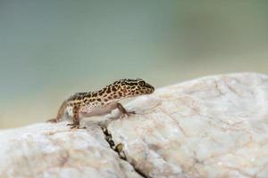 lézard gecko sur les rochers