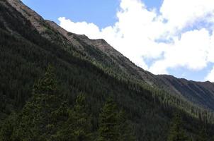 limite des arbres à flanc de montagne photo