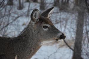 cerf solitaire en hiver photo