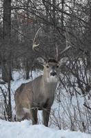 cerf solitaire en hiver photo