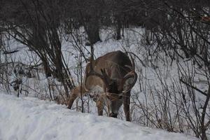 cerf solitaire en hiver photo