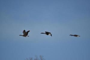 Plusieurs bernaches du Canada volant en formation photo