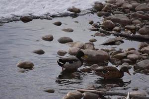 canards colverts sur les rochers et dans l'eau