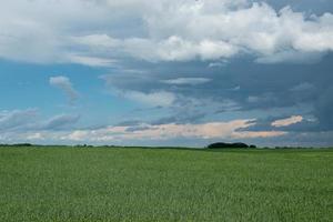 terres agricoles et cultures de canola, saskatchewan, canada. photo