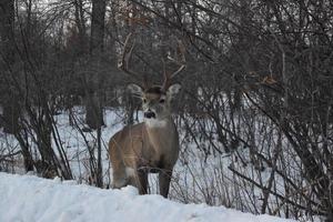 cerf solitaire en hiver photo