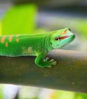 gecko vert photo