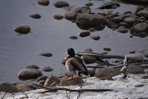 canards colverts sur les rochers et dans l'eau photo