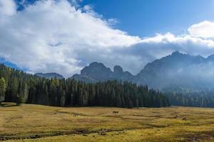 belle vue sur le paysage de pins et de tuyaux à belle vue sur le paysage à belluno au nord de l'italie. photo