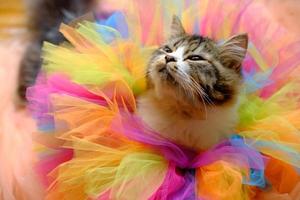 chat mignon avec des fragments de tutus de ballet colorés photo