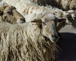 groupe de moutons photo