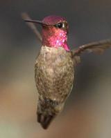 colibri en vol photo